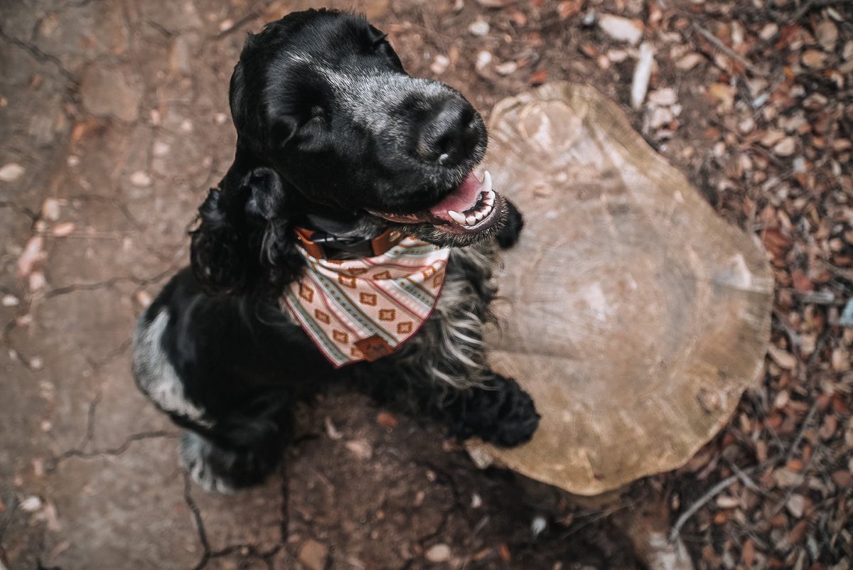 JC & Raven tweet media