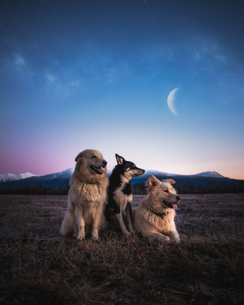 So I guess we’re doing this Twitter thing now then?
Let’s do this!

#dogsofinstagram #DogsofTwittter #dogphotography #britishcolumbia #canada