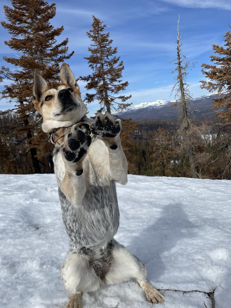 Hoji - but wait mom what is even a “Twitter”? Is that breakfast?