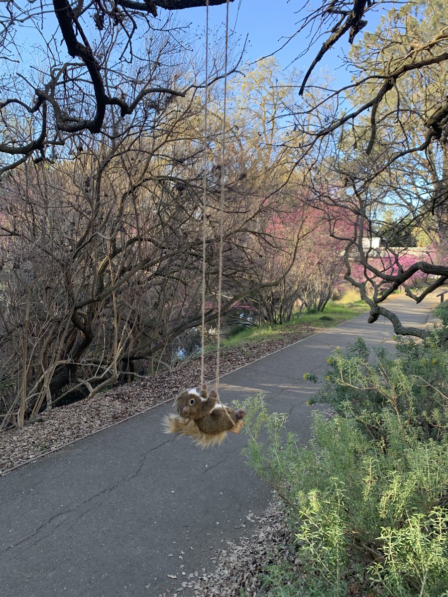 MagaliBillen's tweet photo. Squirrels having fun in the arboretum ⁦@ucdavis⁩ https://t.co/BE3p29DIPx