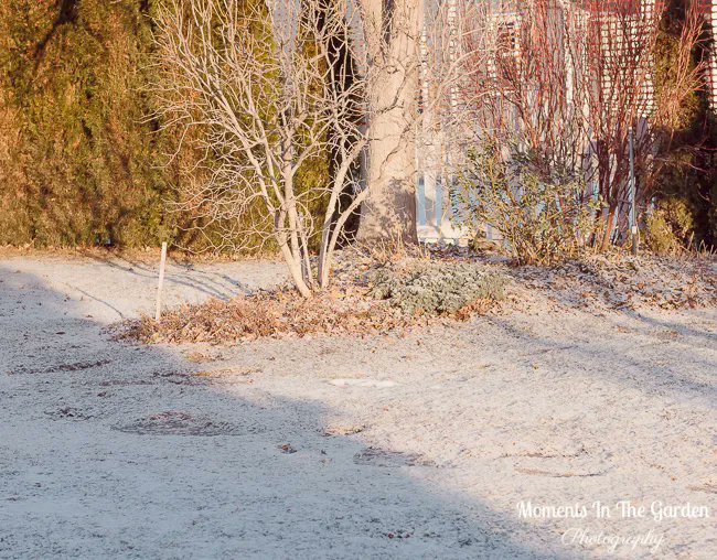 MomentsintheG's tweet photo. ...and just when I thought Spring was on its way a light snowfall during the night. #lightsnowfall #snowcovered #mygarden #mygardentoday #momentsinthegardenphotography https://t.co/wyiOliq4i9