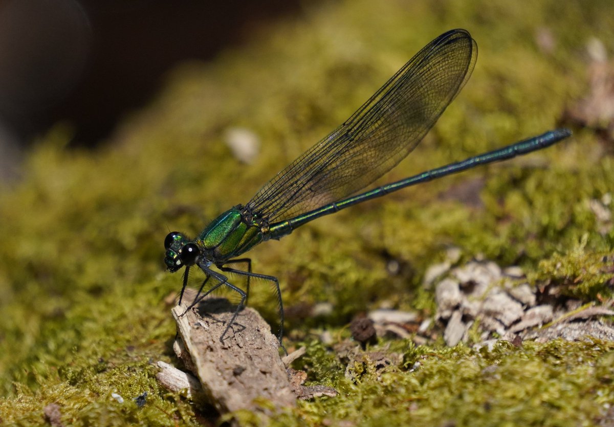 Bio_dun_ng's tweet photo. Twelve new #dragonfly records for #Nigeria in #CrossRiver State, a haven of globally renowned #biodiversity 

@bionomer @WCS_Nigeria @KKemabonta @BabasolaAdu @RickBues @ugwa_ojonugwa @Bibitee_Ay @Bio_dun_ng 

Image Credit - Reinier De Vries of team #NigOdon22 https://t.co/xfAQ2BW83b