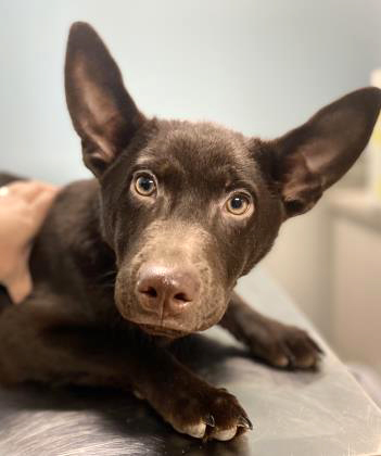 This adorable face belongs to Gromit, he's a soon to be 5 months old Terrier mix waiting for a new family to come adopt him at the SAHS. 🤗
