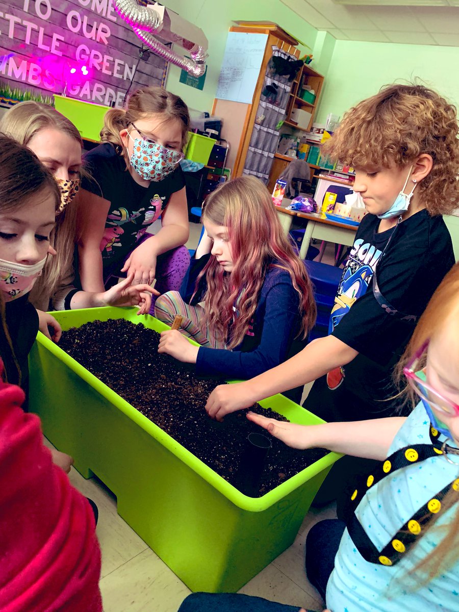 MsOickle's tweet photo. It’s transplant day for our little lettuce babies 😃😃😃 @littlegrnthumbs @AITCNL @NLESDCA https://t.co/vkgzqIMFIp