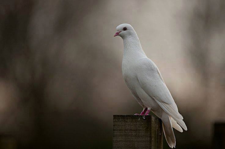 сидят белые голуби. белый голубь сидит. голуби породы апатин. голубь сидит. белый голубь с хохолком.