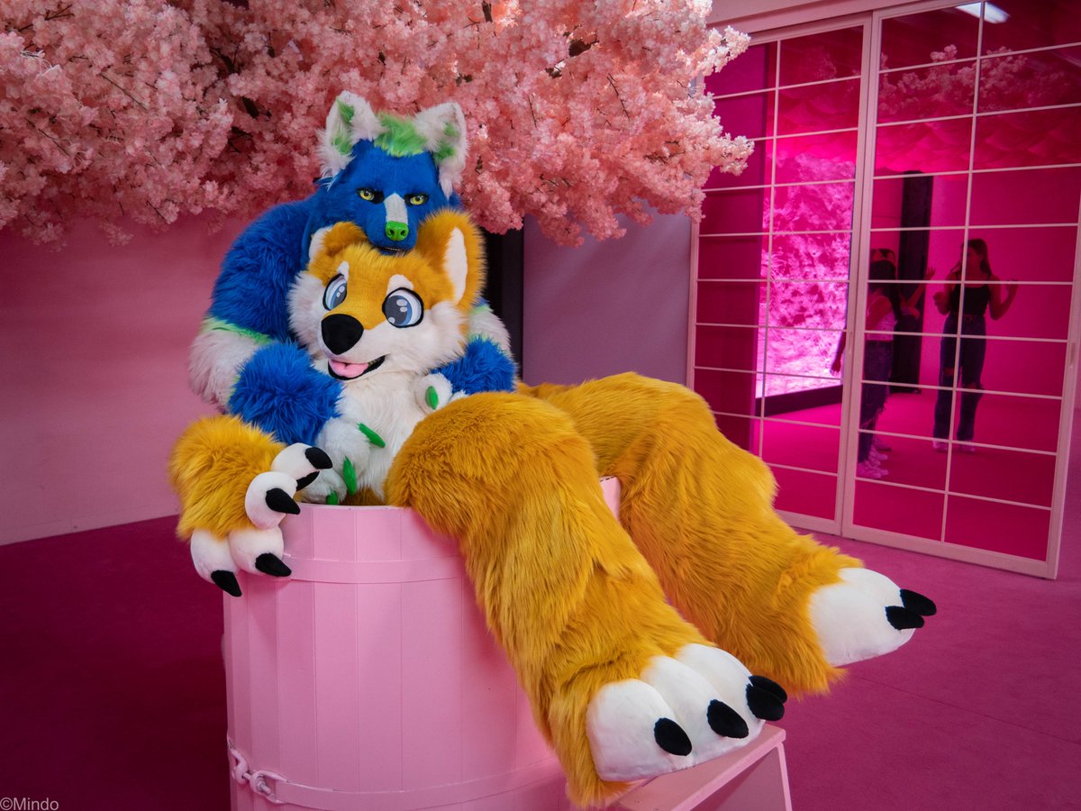 themindofurry's tweet image. My second #FursuitFriday 😊
📸@FalcoMowDragon 
#supercandy #fursuiter