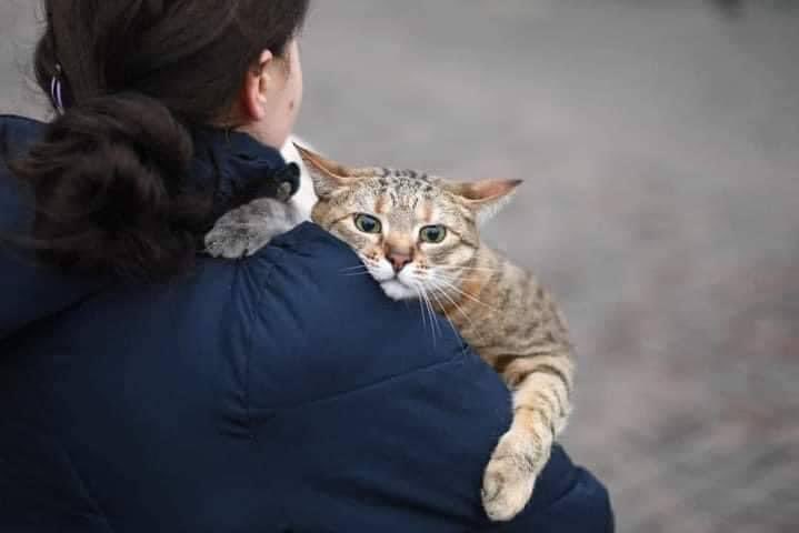 RaulSanan's tweet photo. Personas son captadas huyendo con sus mascotas para salir de la zona de conflicto en Ucrania. #Ucraina #ULTIMAHORA https://t.co/XWhEWKdPD9