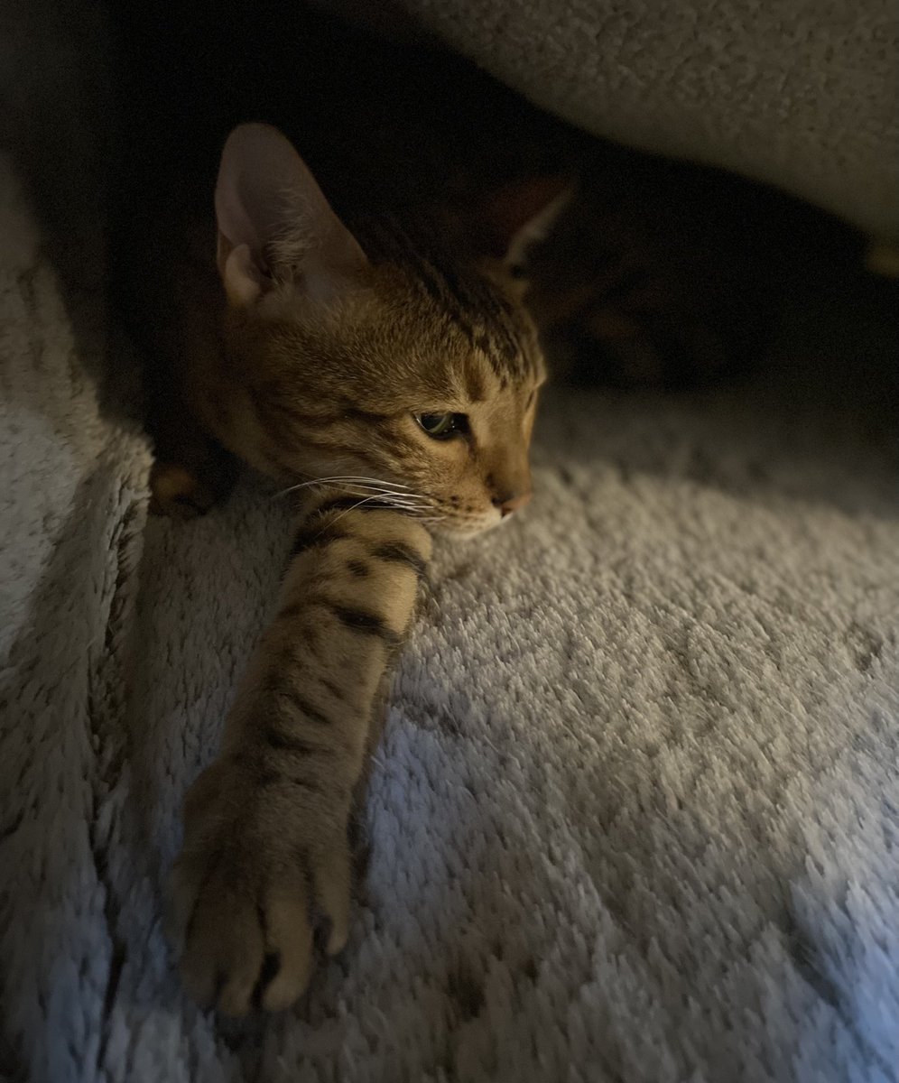 nova_nebula38's tweet photo. Du fond de ma tanière, je vous souhaite une bonne soirée les amis tout doux 😽😽❤️❤️ #TheBengalCats #CatOfTwitter #CuteWorld #cutecatcasa #TeamBengal #PrettyPets2020 #catfactsapp #TabbyTroop #ThisIsMyCat https://t.co/zGDoix1zYx