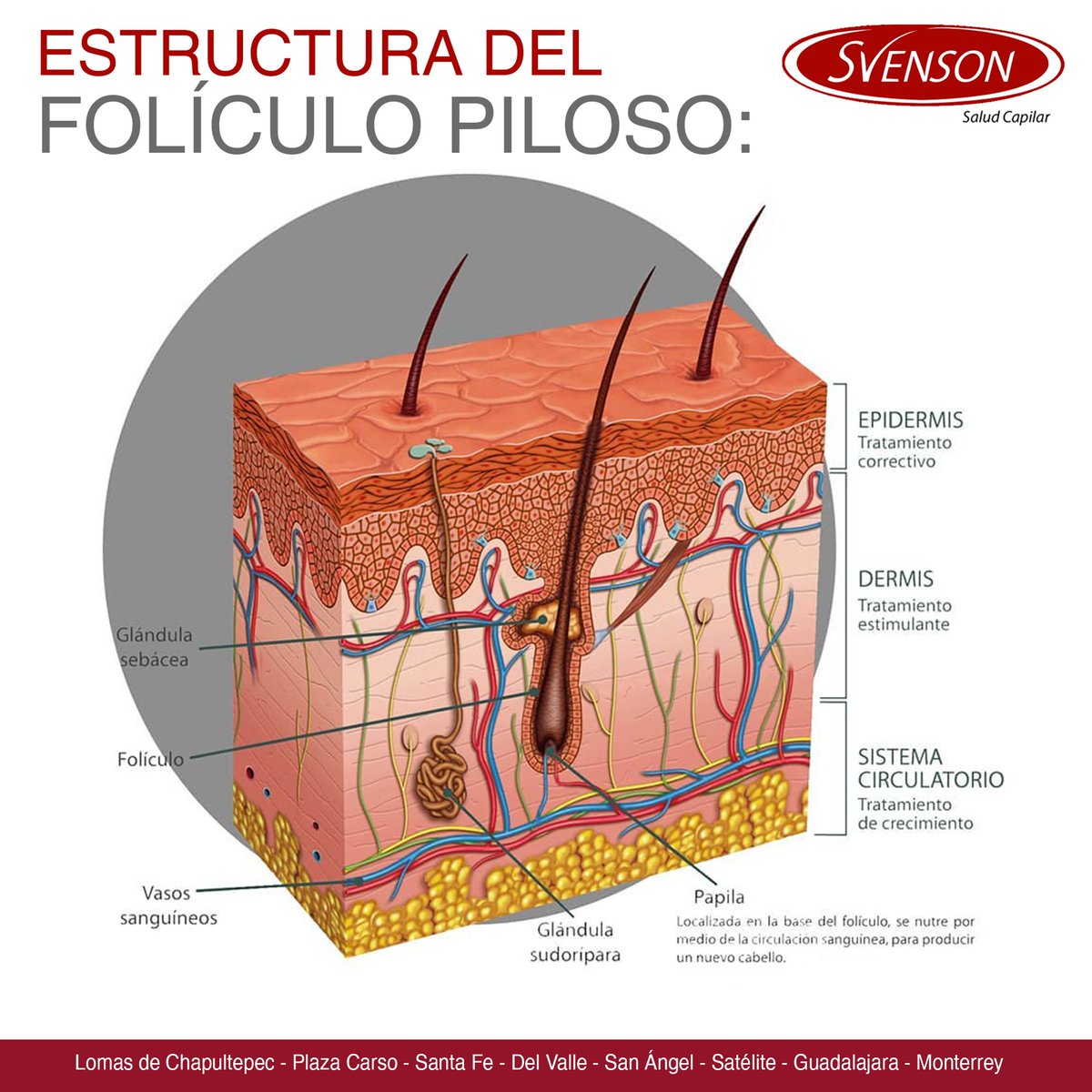 Svensonmexico's tweet photo. Conocer la estructura de nuestro #cabello es primordial en nuestro diagnóstico para conocer la mejor solución a tu #problemacapilar.

Averigua si eres candidato a nuestras #solucionescapilares ingresando a: https://t.co/vWdghHOGkA https://t.co/IjTOWtmbtz