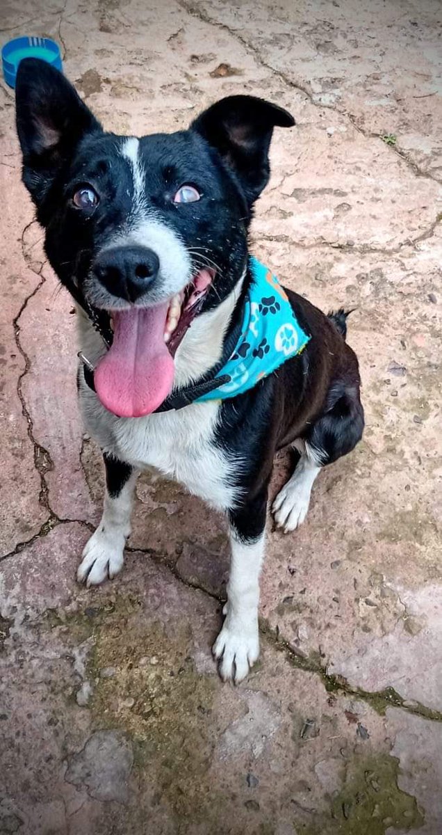 AsociacionMi's tweet photo. Toño es un perrito cieguito hermoso, se le acabó su hogar de paso y requerimos con urgencia una linda familia para el, al final su condición es muy bella, es súper juicioso y educado, por fa una oportunidad para Toño 🙏🏻🙏🏻🙏🏻 

📲 3142209120 https://t.co/I9bTRrmCzW