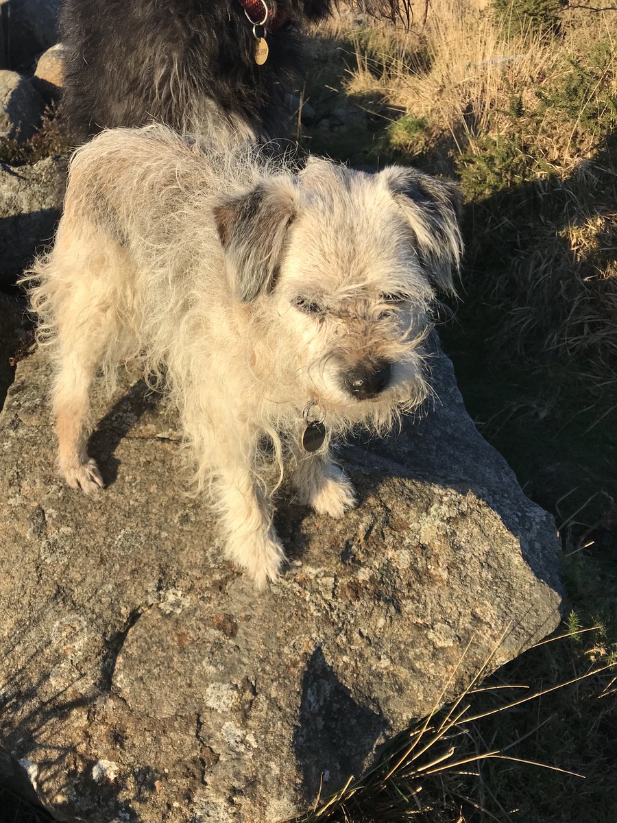 Janenewberry55's tweet image. Thank heavens for wonderful vets. Had to say goodbye to Pippin today. Outdoors in sunshine. R.I.P. brave little terrier. #dogheaven