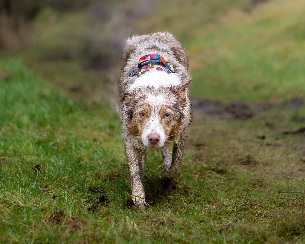 Triss and I are off to our first session of agility with a new trainer. We used to train at a different club but I fell out of love with it and took a break, hopefully a fresh start is what we need 🤞🏼 #dogagility #freshstart #twitterdogcommunity #bordercollie