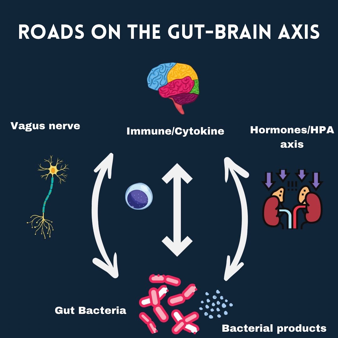 Keystoneneuro's tweet photo. The gut microbiome may play an important role in the development of neurological disease. It’s too early to tell, but it may open an avenue for future treatment https://t.co/WXbiBBPG0V