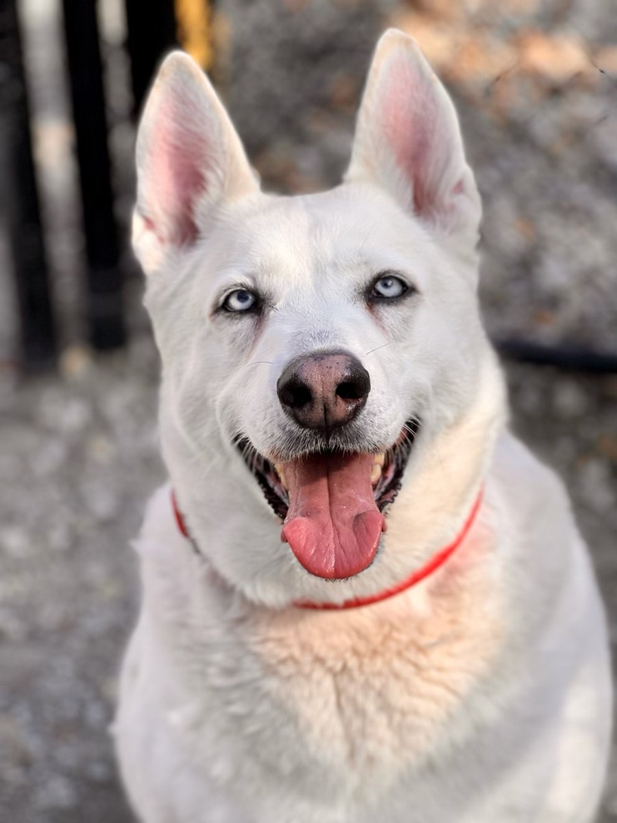 SPCAmc's tweet image. Meet beautiful Skylar, a 7 year old Siberian Husky mix looking for a new full-time job - being your new bestie!  She is waiting to meet you at the SPCA!  #spcamc #adopt