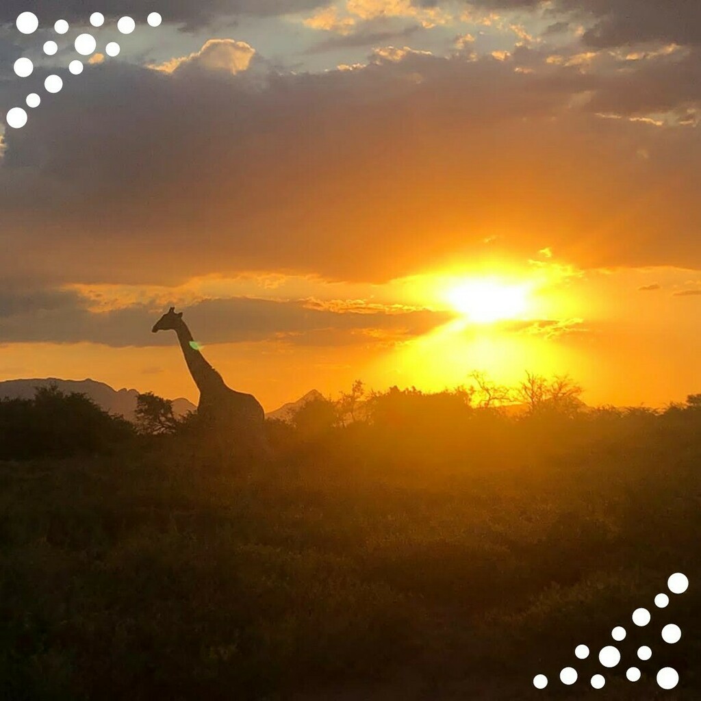 Freepackers's tweet image. Marie est partie sur le projet Big 5, elle nous raconte son expérience. 🤩

“Cette expérience a été pour moi une révélation. En passant tout d’abord par Johannesburg où j’ai fait la rencontre de personnes extraordinaires, tellement humaines et bienvei… instagr.am/p/CaXh68Ao0Cm/