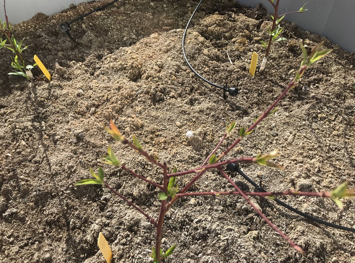mariajodem's tweet photo. Antes de poner un portainjerto en el mercado hay un trabajo de muchos años detrás, para analizar sus resistencias a enfermedad de raíz. Aquí veis la inoculacion de phytophthora en clones del programa de mejora del @CITAAragon previamente propagado ni vitro por @Agromillora_ https://t.co/XDNxREKB5w