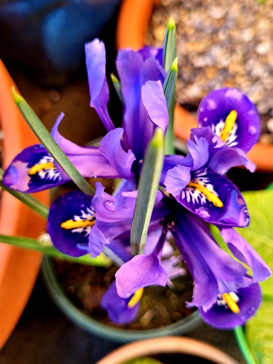 C_Drivex's tweet photo. From the garden this evening 💜🌿 #Flowers #garden #SpringIsComing https://t.co/DGZLnyNV6k