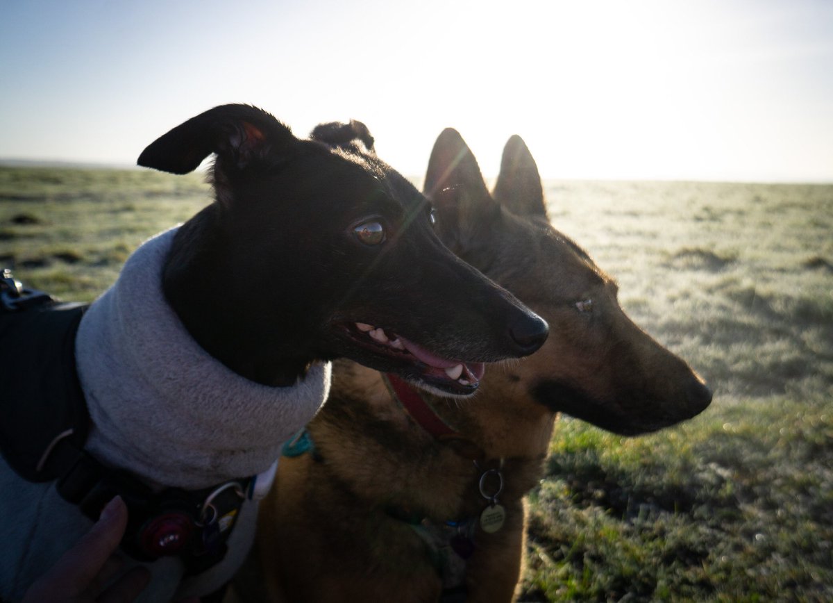 We’ve had all four seasons in one day today! Shame the snow didn’t settle … #dogs #dogsoftwitter #dogphotography #sony #mirrorlessphotography