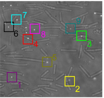 IdylleLabs's tweet photo. At the beginning there was... #Superresolution imaging workflow of B. subtilis in a #microfluidics chamber coated with chitosan. Colored squares indicate beads for drift correction

Now there is #Chitozen.😊

https://t.co/CcmNAzzIee https://t.co/bZttdmH09k