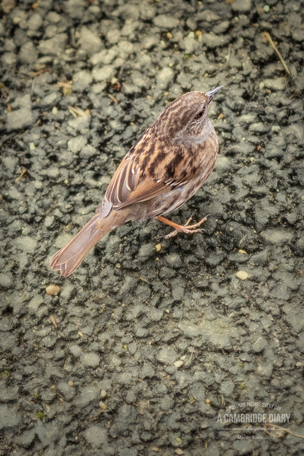 A Cambridge Diary tweet media