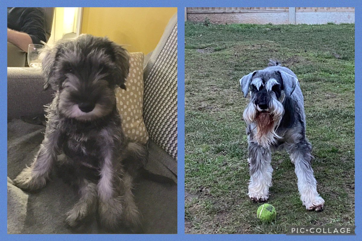 Throwback to 5 years ago-Buster’s Gotcha Day #ThrowbackThursday