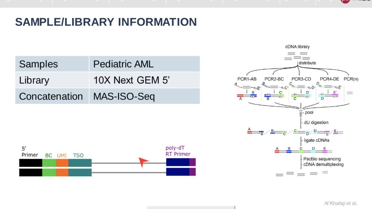 Liz Tseng (@magdoll) on Twitter photo .@velociroger : presenting now AML single cell isoform data using MAS-ISO-Seq method dev by @AzizAlkhafaji <a href="/Jonn_Smith/">Jonn Smith</a> <a href="/KiranGarimella/">Kiran V Garimella @kiran@genomic.social</a> et al. (<a href="/PacBio/">PacBio</a> Iso-Seq Social Club Vol. 2) .@velociroger : presenting now AML single cell isoform data using MAS-ISO-Seq method dev by @AzizAlkhafaji <a href="/Jonn_Smith/">Jonn Smith</a> <a href="/KiranGarimella/">Kiran V Garimella @kiran@genomic.social</a> et al. (<a href="/PacBio/">PacBio</a> Iso-Seq Social Club Vol. 2)