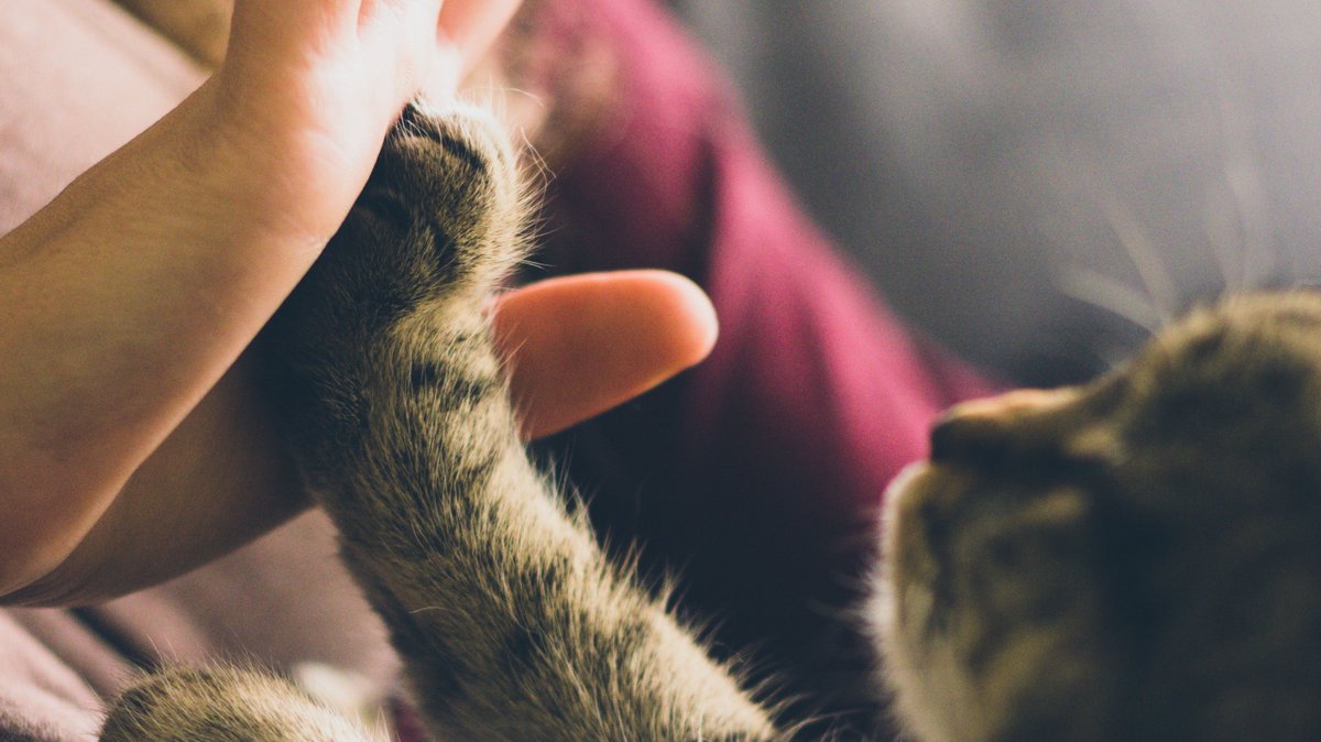 Columbia Animal Services is hosting an adoption special on International Rescue Cat Day!
All cat adoptions will be $5 on Wednesday, March 2nd!
For more info, visit https://t.co/xKVZvLj0cQ #WeAreColumbia https://t.co/mWqIFKzg6b