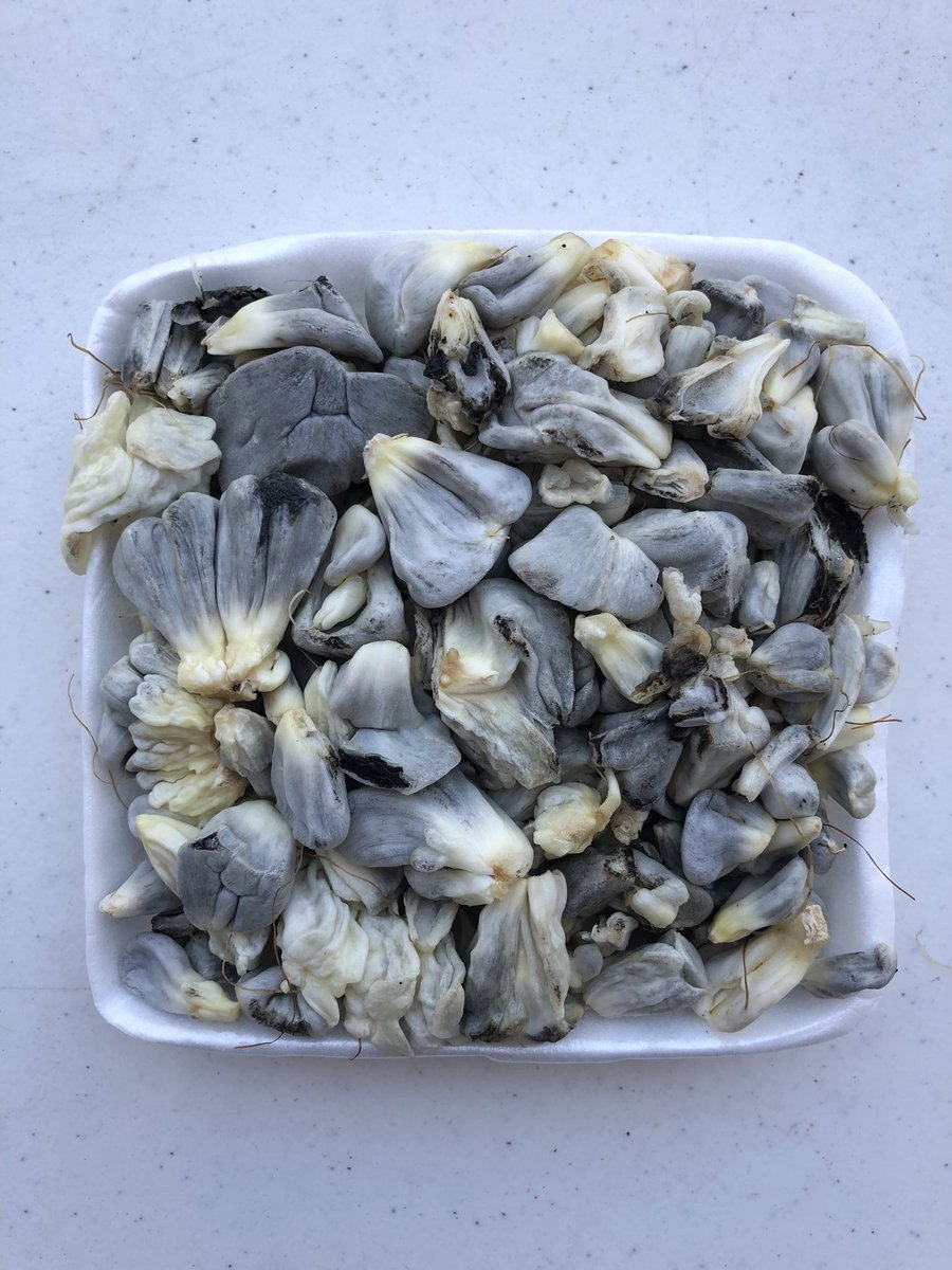 On vacation in Mexico and it’s always a treat to find fresh huitlacoche or corn truffle. Caused by the basidiomycete fungus-Ustilago maydis.