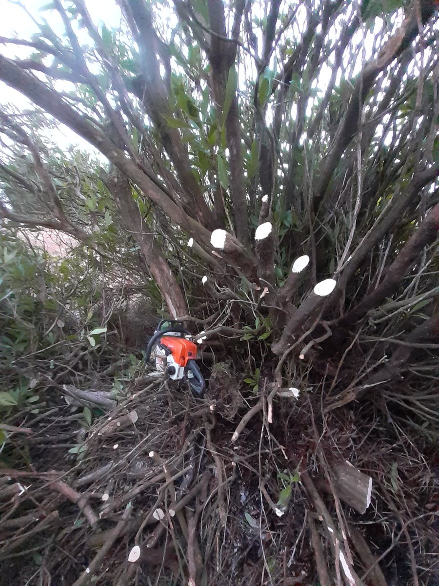 Nothing like some decent late season rhodo killing.

Season for rhodo or hedge cutting is over Monday 28th February! 

#farmpride #ballycroy #biodiversity