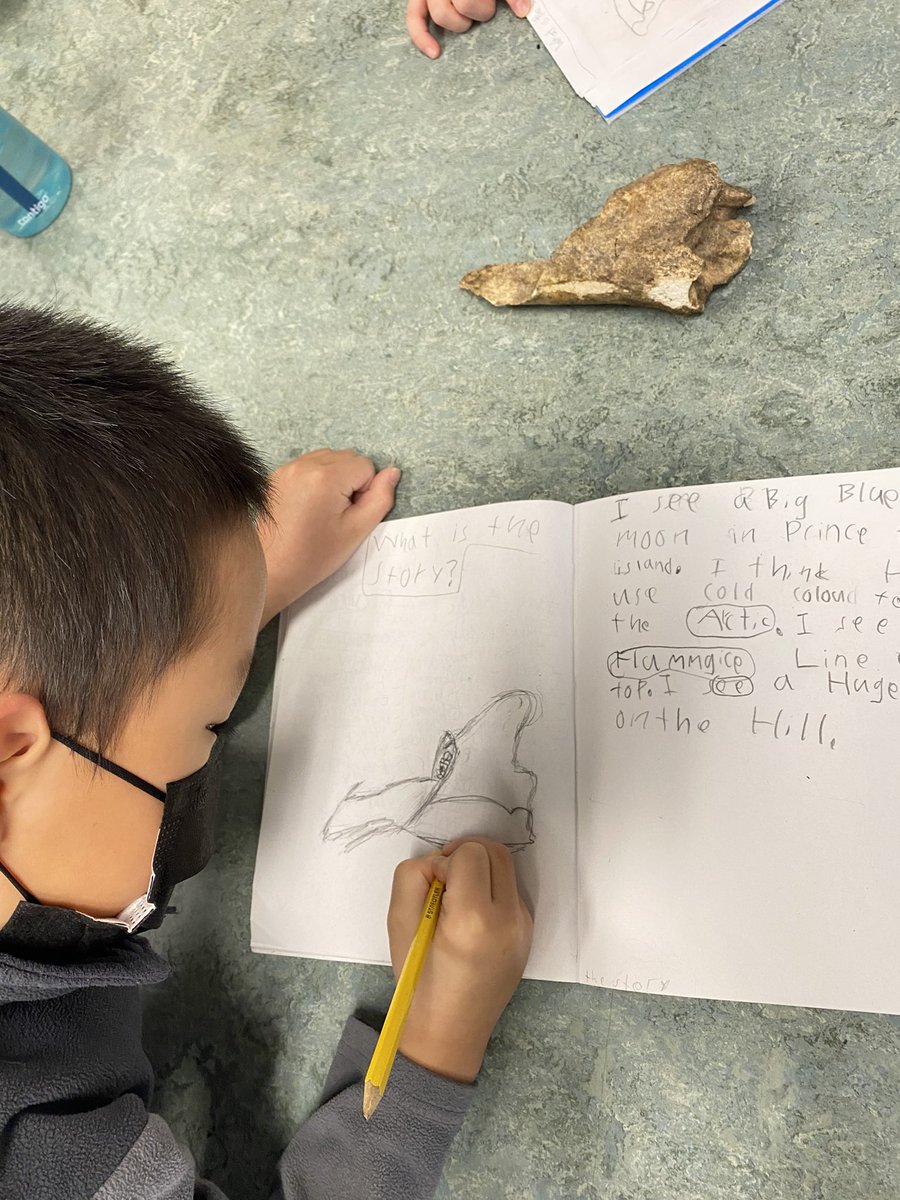 KaraMedlicott's tweet photo. Gr. 2 students built on their observation skills using real bison bones! They used these artifacts to make inferences and tell stories. How can these artifacts help us gain a deeper understanding of this place and the first people on this land? #Edgemontstory @EdgemontCBE https://t.co/bztugQfRJC