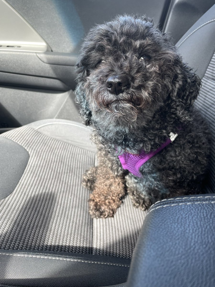 CrimsonPuppet's tweet image. Update: No walk. We pulled a Mariah instead 🥶☕️ #AmITheProblem