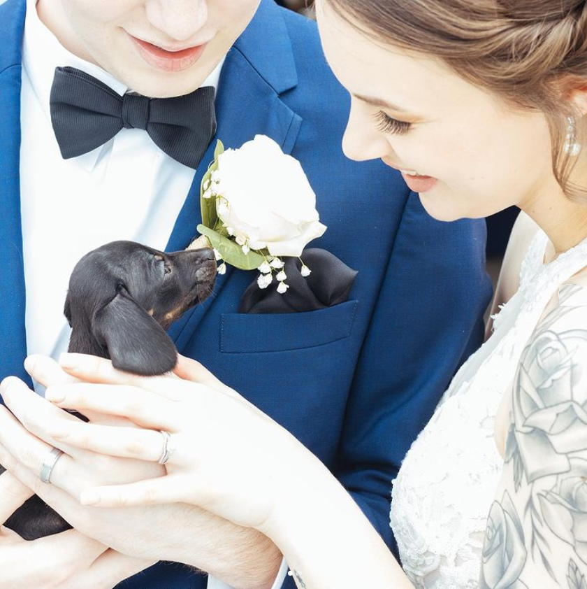 wedbug's tweet photo. Raise your hand if you think wedding puppies should be a thing? 🙋‍♀️🙋‍♂️🙋‍♀️🙋‍♂️🙋‍♀️🙋‍♂️🙋‍♀️

#weddingbug #weddingbugstudios #weddingphotography #weddingphoto #weddingphotographer #weddingvideo  #wedding #weddings #puppies #puppylove https://t.co/Jqz3XZIeKH