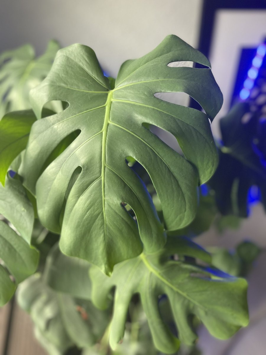 Bitanical_Grdns's tweet photo. #nft #nfts #art #crypto #collection #plants #Ethereum #eth #dropyournft https://t.co/Azwimlpitj