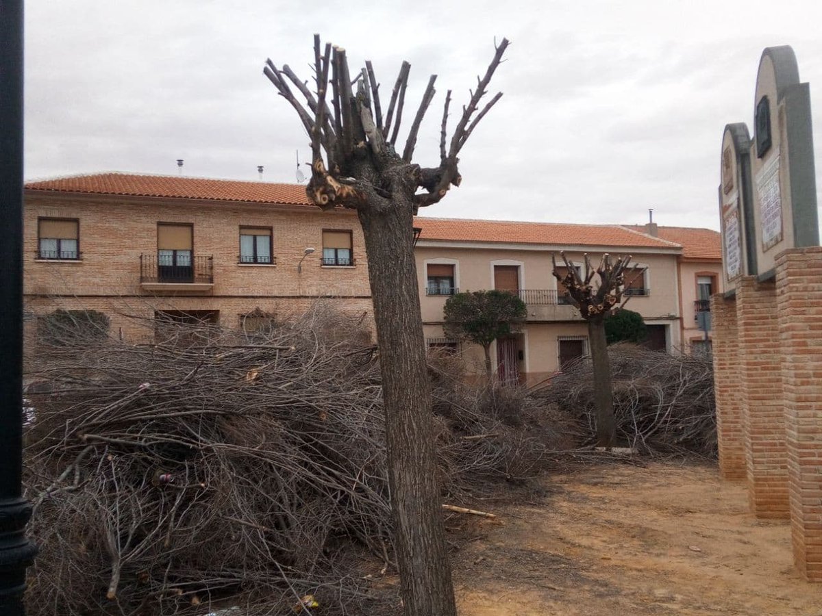 robertolovini's tweet photo. @ayto_lasolana y @PSOELaSolana maltratando y acabando con el arbolado urbano.
#StopArboricidio
@crimiverde @RevistaQuercus @operacionencina @future_spain @redequojoven @JuventudXClima @EcologistasCR @EAGuada @RedClima https://t.co/okmufb8ft6