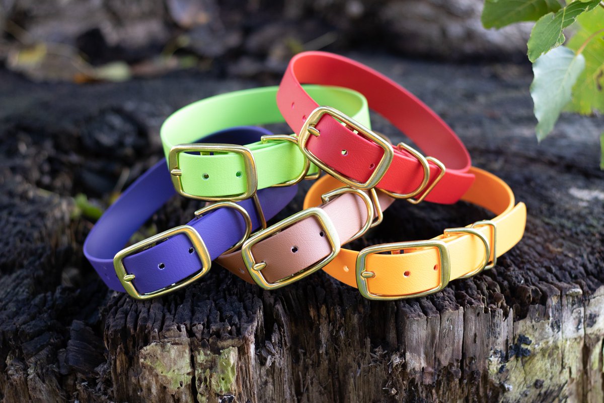 Everyone is talking about the high quality photos on Twitter! Shall we give it a try? #dogphotography #productphotography #dogaccessories #dogtwitter