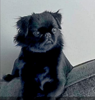 millypod1's tweet photo. 🆘23 FEB 2022 #Lost DAISY #ScanMe
YOUNG Black Pug Female
#Kirkhill #Johnstonebridge #Lockerbie #Scotland
#DG11
Escaped from garden when wind blew gate open 😢
SIGHTINGS PLZ ☎️07902319059/ 07598126635
https://t.co/n0RWujKklI https://t.co/TmycHx60Hm