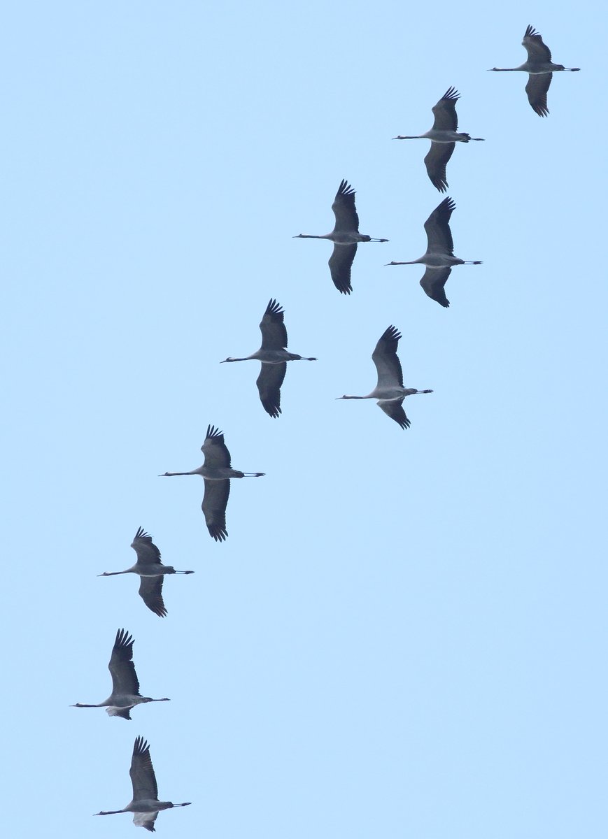 vogeltrekinfo's tweet photo. Update: veel #kraanvogels hebben Spanje inmiddels verlaten, maar er zijn er ook nog duizenden aanwezig. Zaterdag draait de wind naar oost op de hele trekroute, kan zondag een hele mooie dag worden! #vogeltrek

Sunday maybe excellent for watching #cranes on #migration in Holland! https://t.co/eUMKX2teEH