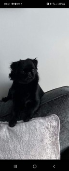 millypod1's tweet photo. 🆘23 FEB 2022 #Lost DAISY #ScanMe
YOUNG Black Pug Female
#Kirkhill #Johnstonebridge #Lockerbie #Scotland
#DG11
Escaped from garden when wind blew gate open 😢
SIGHTINGS PLZ ☎️07902319059/ 07598126635
https://t.co/n0RWujKklI https://t.co/TmycHx60Hm