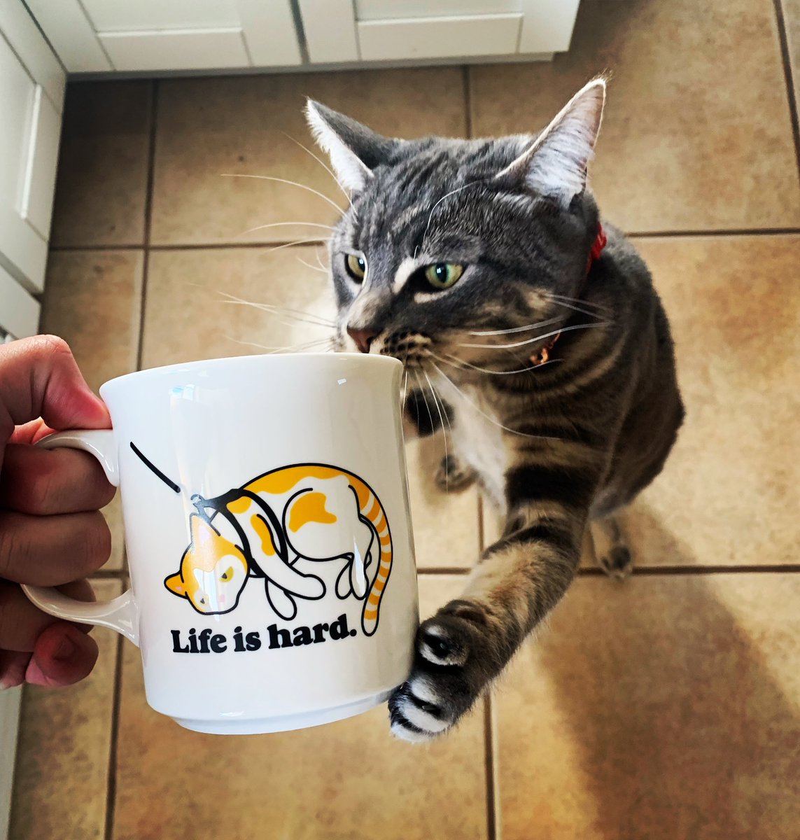 nerdcoffeesac's tweet image. “A cup of Donnie Dark Roast to get warm and caffeinated.”- Bo the Kitten. 

*no cats were actually given coffee. She has enough energy. Trust me. She keeps meowing and wanting to play fetch and I need every ounce of coffee to keep up with her.*
#supportsmallbusiness #nerdcoffee