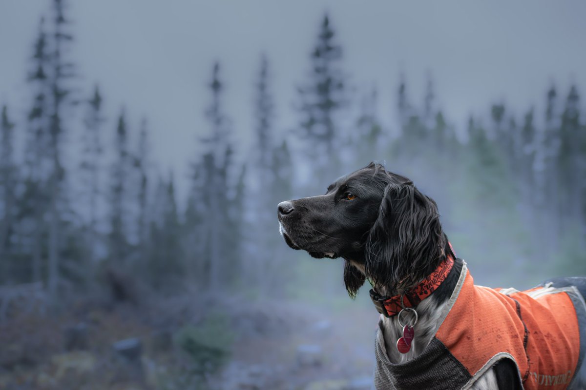 I just realised that I started posting pictures yesterday but still haven't introduced myself!
I'm Inés, I started taking pictures of my dog when I got my first camera about 1.5 years ago and I'm still learning and working to get better at it! 

#twitterdogcommunity