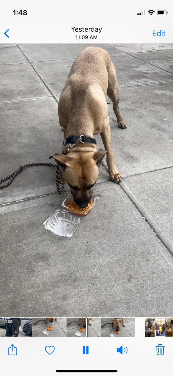 rodman763's tweet photo. thx to stranger Thaddeus for buying Ziggy spaghetti so he could have his Lady and the Tramp moment ❤️ #ladyandthetramp #butsingle #spaghetti #stranger #ziggy https://t.co/JaocGxSZUa