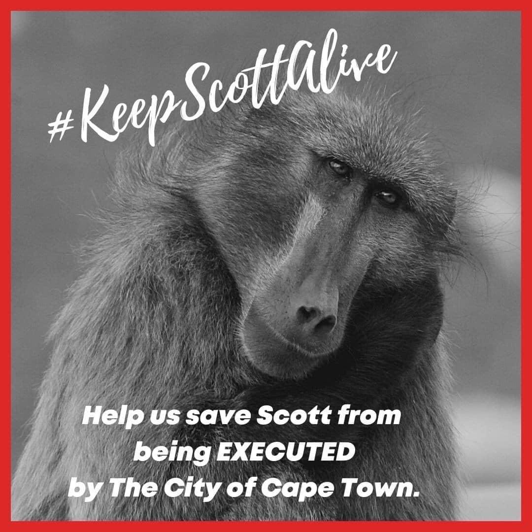 Choachamma's tweet photo. #keepscottalive had made his way back to his troop in Smits after a second attempt to relocate him.  What does that tell you?  He doesn’t want to disperse!   According to @CityofCT statement, a failed relocation attempt could result in execution!   Spread the word and help Scott https://t.co/c5W820OJl5