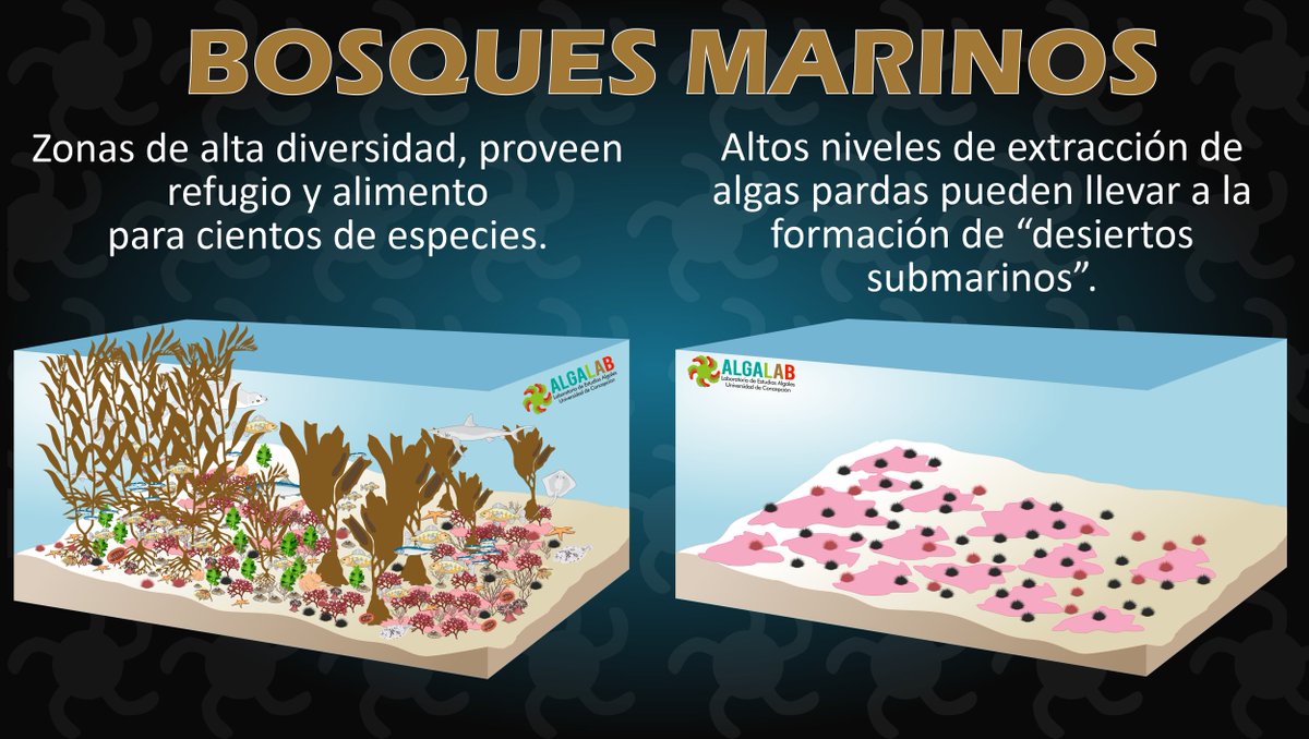 La desaparición de nuestros #BosquesMarinos tendrá un enorme impacto en los ecosistemas costeros🔴. 
Debemos protegerlos🟢!