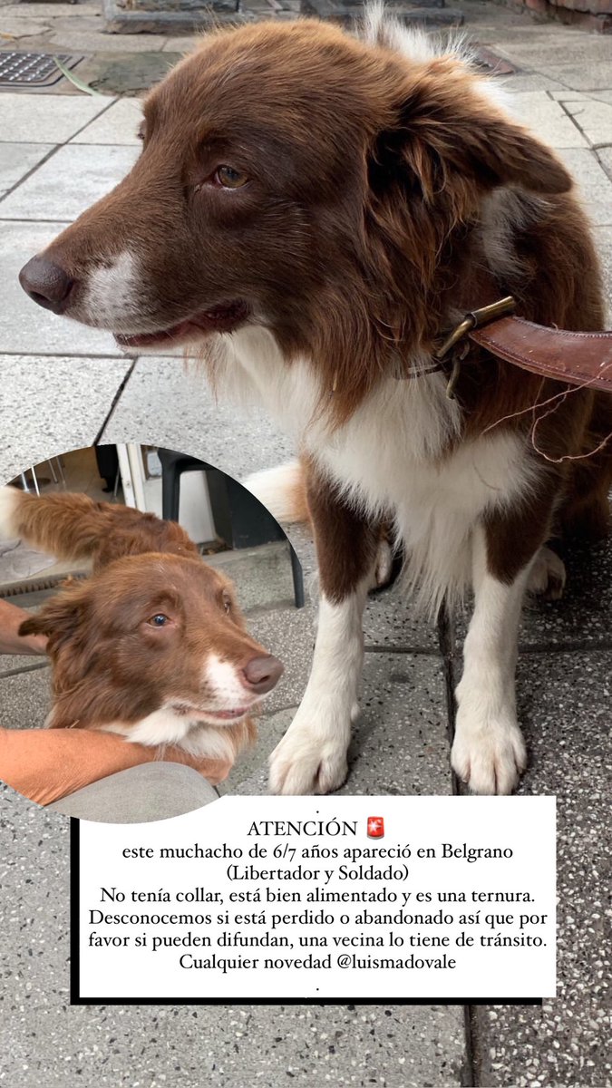 1uismaria's tweet photo. Atención Belgrano🚨🐶 
@elcampito Border Collie / #redmascotera 

La encontré esta mascota: https://t.co/FG4gBI9xKW