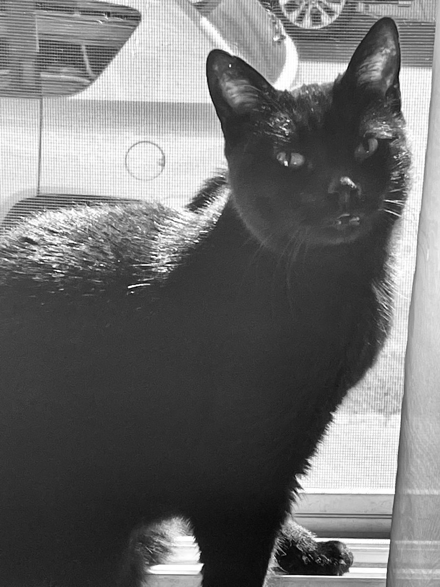 BeingFrankle's tweet photo. Jillian thinks she a model. She’s not, she’s a grade A brat child. #cats #CatsOfTwitter #blackcats #blackcatsoftwitter #rescuedcats #bratchild https://t.co/WIHQTZTJei