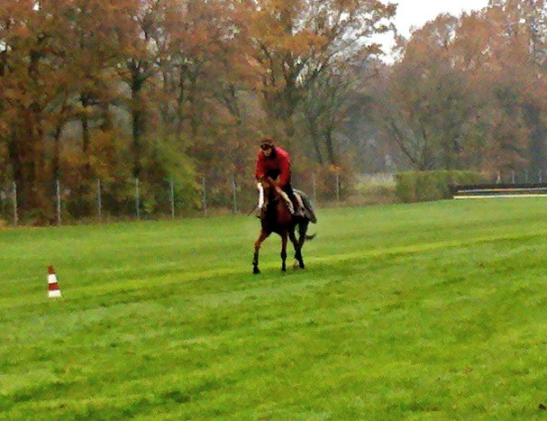 seenthestars's tweet photo. What an adventure the life of @GemixSire was for everyone connected to him on the track and at stud. The Teboul family, @nbbracing @davidcottin @Lyxalix Roland Monnier at Haras du Victot and latterly the team @harasdulion. One of French racing's great stories. https://t.co/Q0gLmYADNk