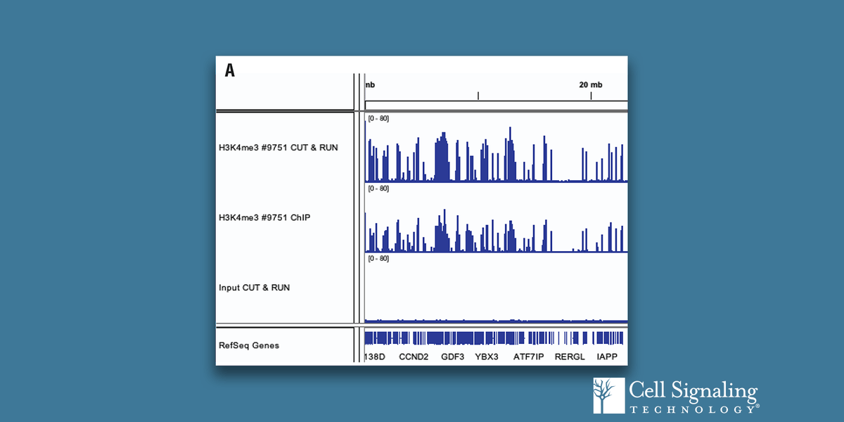 CellSignal's tweet photo. Get #ProteinDNA interaction data in 1-2 days with just ~100K cells with the CST CUT&RUN assay! https://t.co/3IyxtDjLL4 https://t.co/5STLWyIdv8
