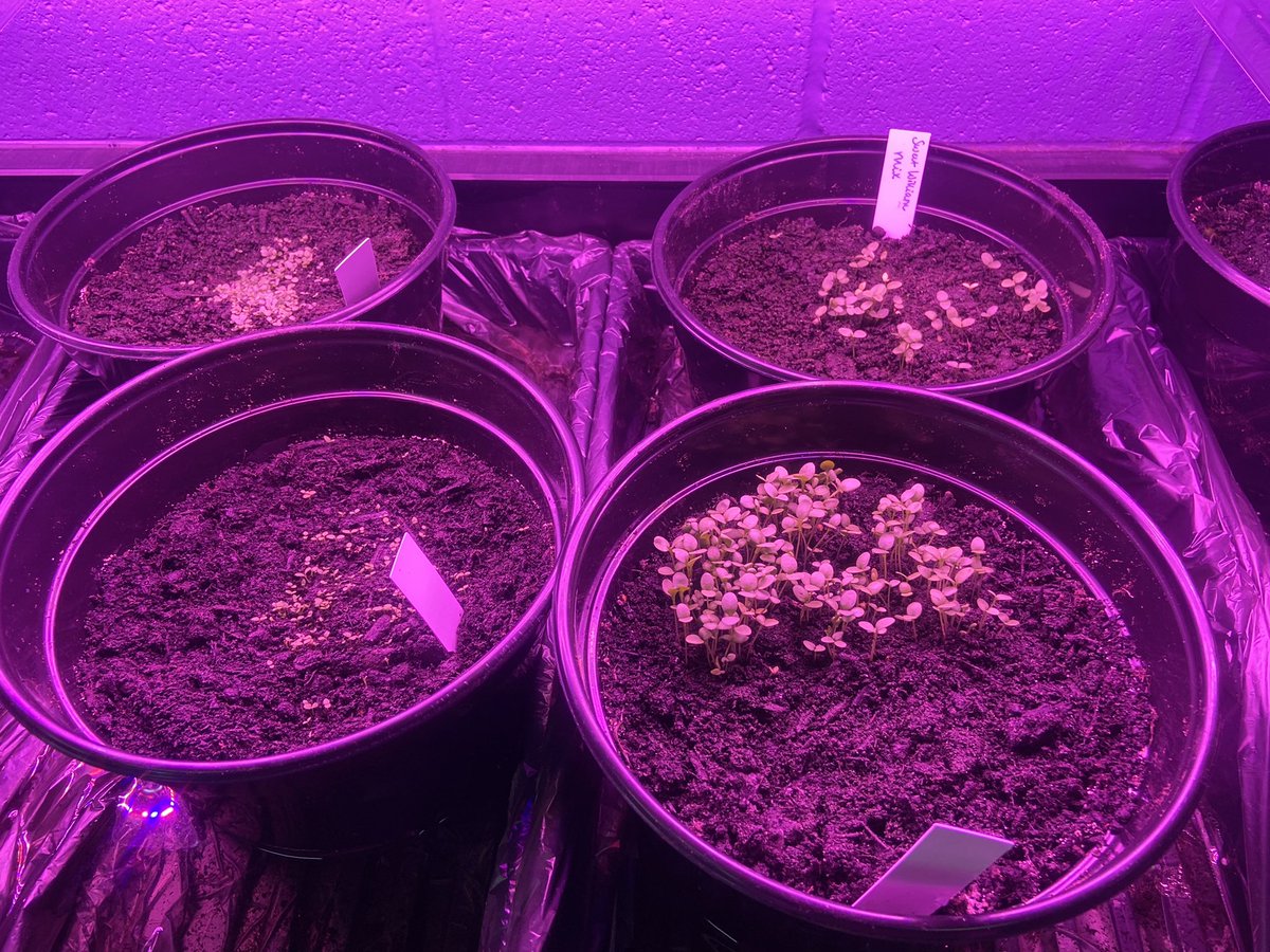 MrsNicholes18's tweet photo. As everyone worries about the weather….CMS Greenhouse class is preparing for spring! Round one of seedings are doing well! Be on the look out for our plant sale later this school year! @CMSBOBCAT @Cambridge_CS https://t.co/JI4C0lm4Yp