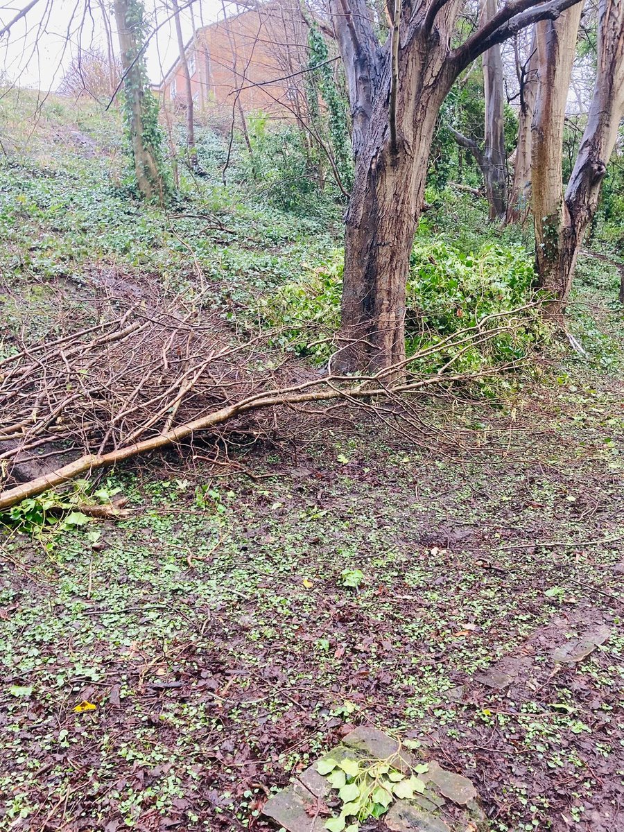 Our volunteers were out in Specked Wood today. Clearing the fallen ivy  covered tree, in wet muddy condition conditions. Thanks to everyone involved.
(Photos by <a href="/KellyPelaou/">Kelly Pelaou</a>).