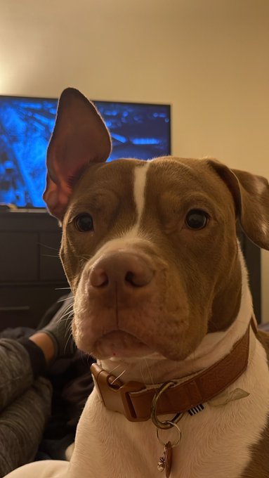 Fuggin adorable https://t.co/thbk1WNEBN<a href="/tag/my"class="tags"><span>#my</span></a><a href="/tag/bbc"class="tags"><span>#bbc</span></a><a href="/tag/spoil"class="tags"><span>#spoil</span></a><a href="/tag/sugarbaby"class="tags"><span>#sugarbaby</span></a><a href="/tag/adultwork"class="tags"><span>#adultwork</span></a><a href="/tag/moneytalks"class="tags"><span>#moneytalks</span></a>